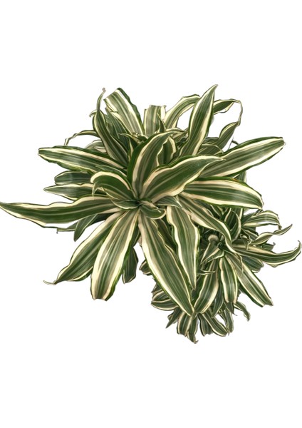 Dracaena Fragrans 'White Jewel' fiyatları