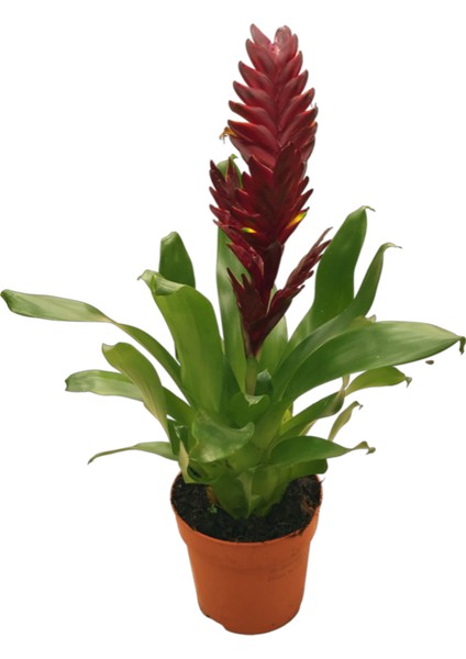 Vriesea Intenso 'Burgundy' (Alev Kılıcı Çiçeği)