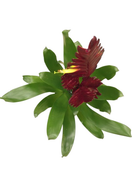Vriesea Intenso 'Burgundy' (Alev Kılıcı Çiçeği) fiyatları