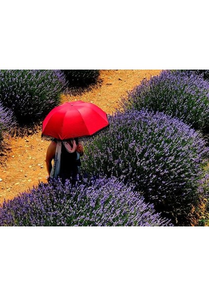 50 Adet Lavanta Açık Kök Angustifolia Fidanı Fidesi