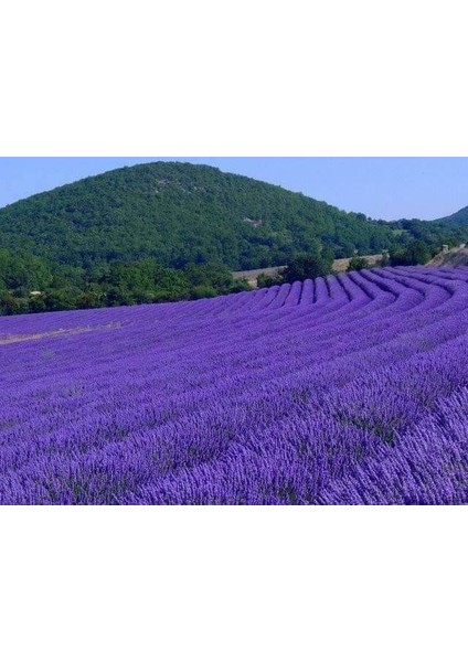 50 Adet Lavanta Açık Kök Angustifolia Fidanı Fidesi