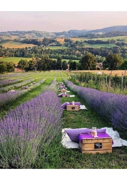 50 Adet Lavanta Açık Kök Angustifolia Fidanı Fidesi