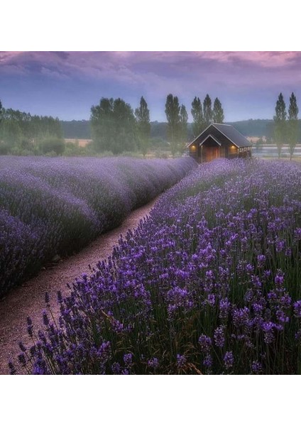 50 Adet Lavanta Açık Kök Angustifolia Fidanı Fidesi