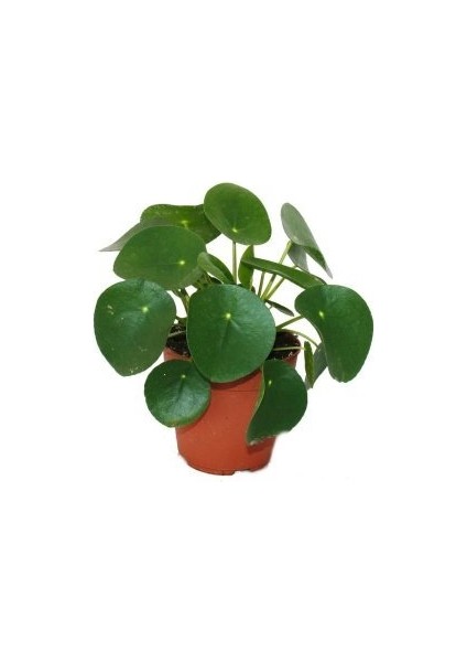 Pilea Peperomioides Çin Para Bitkisi