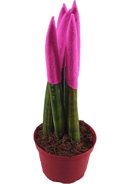 Paşa Kılıcı Çiçeği Sansevieria