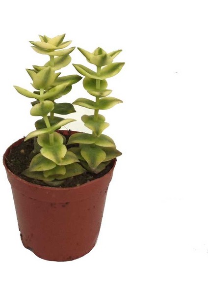 Crassula Perforata Variegata (5,5 cm Saksıda)