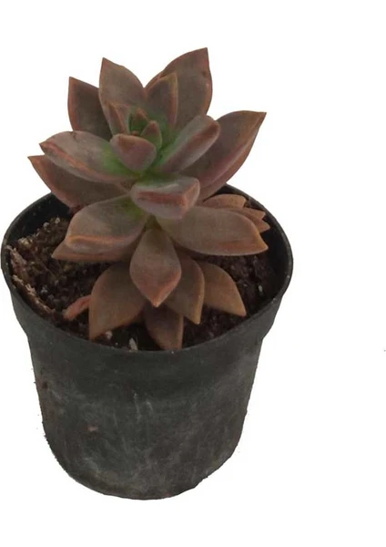 Graptopetalum Paraguayense (5,5 cm Saksıda)