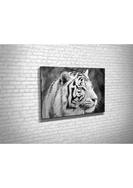 Tiger Kanvas Tablo modelleri