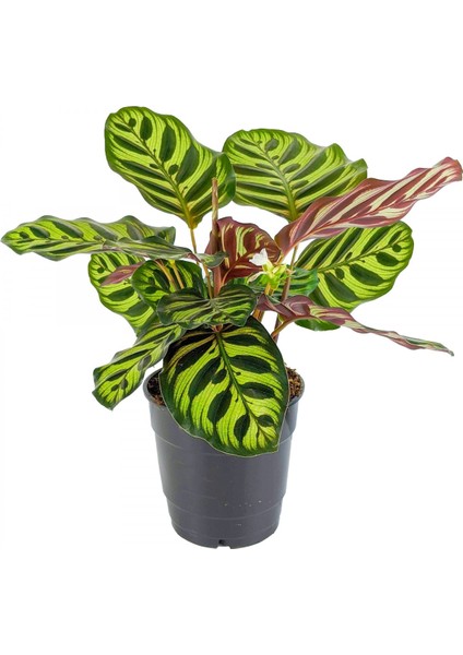Dua Çiçeği 2 Adet Calathea Makoyana - Hediyelik