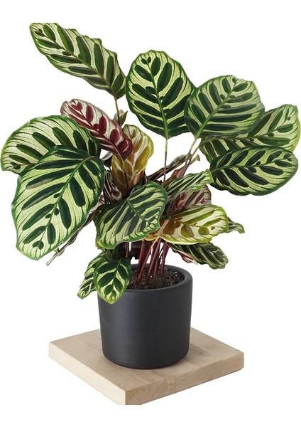 Dua Çiçeği 2 Adet Calathea Makoyana - Hediyelik