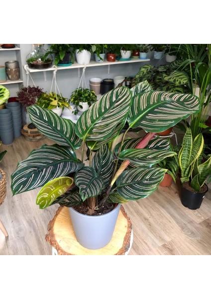 Dua Çiçeği 2 Adet Calathea Makoyana - Hediyelik