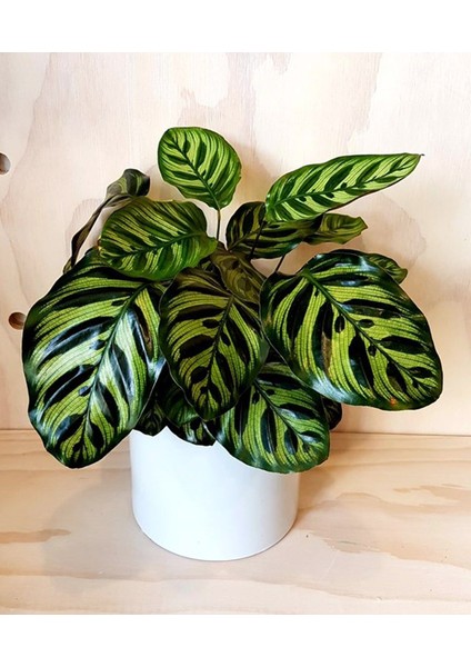 Dua Çiçeği 2 Adet Calathea Makoyana - Hediyelik
