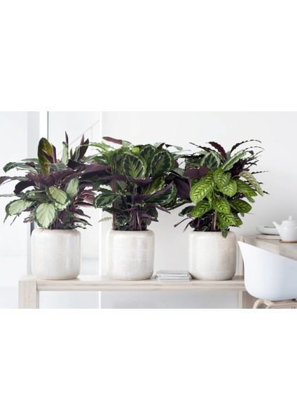 Dua Çiçeği 2 Adet Calathea Makoyana - Hediyelik