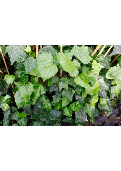 Hedera Sarmaşık 3 Adet 50-100 cm Sarılıcı Bitki