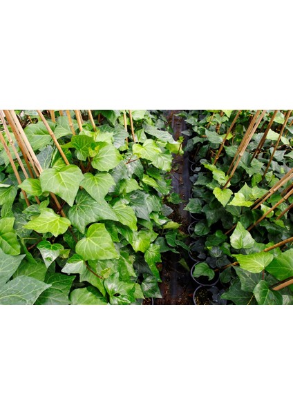 Hedera Sarmaşık 3 Adet 50-100 cm Sarılıcı Bitki