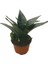 Sansevieria Jade (Paşa Kılıcı) 1