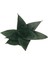 Sansevieria Jade (Paşa Kılıcı) 2