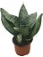 Sansevieria Zeylanica (Paşa Kılıcı) 1