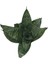 Sansevieria Zeylanica (Paşa Kılıcı) 2