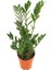 Zamia Zamioculcas (Zeze Çiçeği) 1