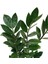 Zamia Zamioculcas (Zeze Çiçeği) 2