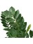Zamia Zamioculcas (Zeze Çiçeği) 2