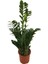 Zamia Zamioculcas (Zeze Çiçeği) 1