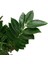 Zamia Zamioculcas (Zeze Çiçeği) 2