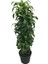 Dracaena Fragrans 'Dorado' 1