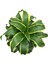 Dracaena Fragrans 'Dorado' 2