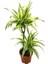 Dracaena Fragrans 'Lemon Lime' 1