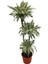 Dracaena Fragrans 'White Jewel' 1