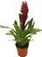 Vriesea Intenso 'Burgundy' (Alev Kılıcı Çiçeği) 1