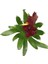 Vriesea Intenso 'Burgundy' (Alev Kılıcı Çiçeği) 2