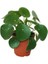 Pilea Peperomioides Çin Para Bitkisi 1