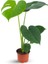 Monstera Deliciosa Deve Tabanı 1