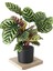 Dua Çiçeği 2 Adet Calathea Makoyana - Hediyelik 2