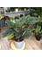 Dua Çiçeği 2 Adet Calathea Makoyana - Hediyelik 3