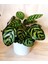 Dua Çiçeği 2 Adet Calathea Makoyana - Hediyelik 4