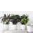 Dua Çiçeği 2 Adet Calathea Makoyana - Hediyelik 5