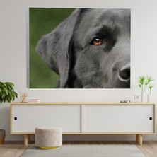 Deko Gonya Yakın Çekim Labrador Köpek Temalı Dekoratif Kanvas Tablo