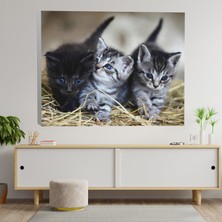 Deko Gonya Yavru Kediler Temalı Dekoratif Kanvas Tablo