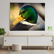 Deko Gonya Yeşilbaşlı Ördek Temalı Dekoratif Kanvas Tablo