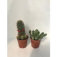 Senaykaktüs Mini Set Sukulent