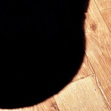 Tappeto Rex Tavşanı Kısa Tüylü Post Peluş Siyah
