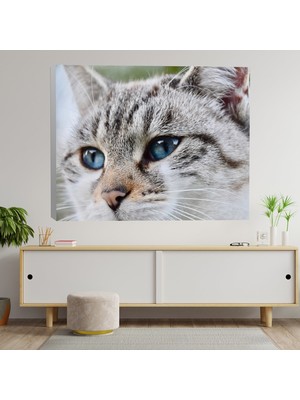 Deko Gonya Yakın Çekim Mavi Gözlü Kedi Dekoratif Kanvas Tablo