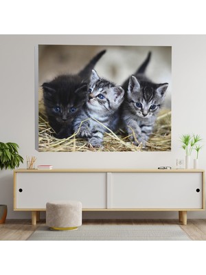 Deko Gonya Yavru Kediler Temalı Dekoratif Kanvas Tablo