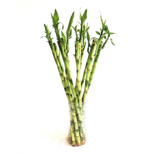 Flowerybox Şans Bambusu 50 cm 3 Adet