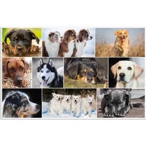 Sümen Takımı - Desk Pad - Köpekler