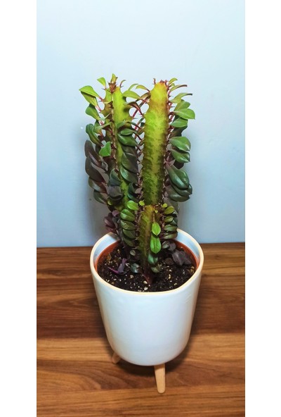 Yeni Hayat Euphorbia Trigona Rubra